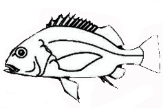 Familia Haemulidae_clave